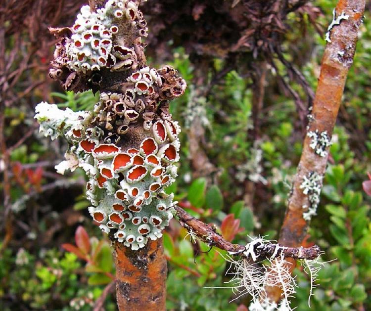 Lobariella pallida from Costa Rica, Cerro de la Muerte Thallus 14 cm diam.