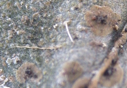Lyromma nectandrae from Taiwan (ABL)