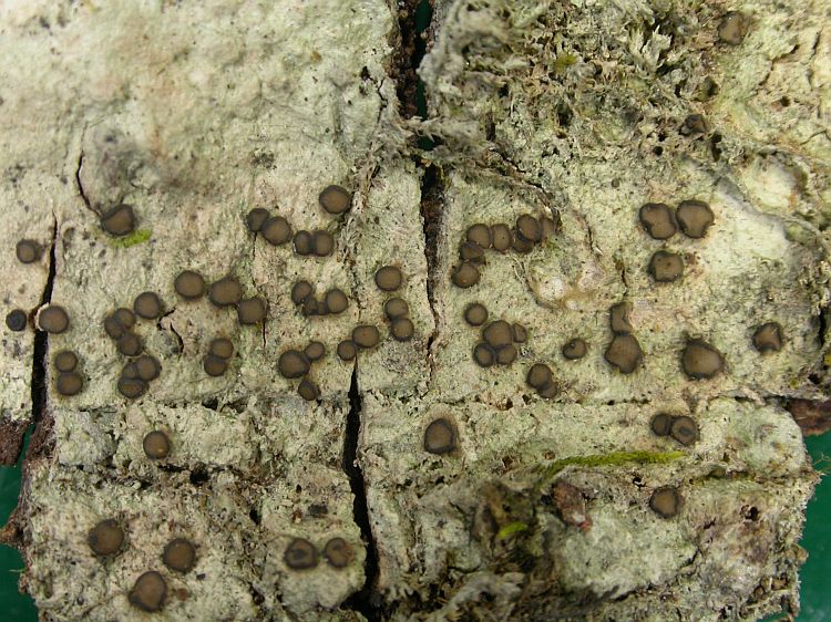 Malcolmiella hypomela from Vietnam, Hanoi region leg. Sparrius 8444