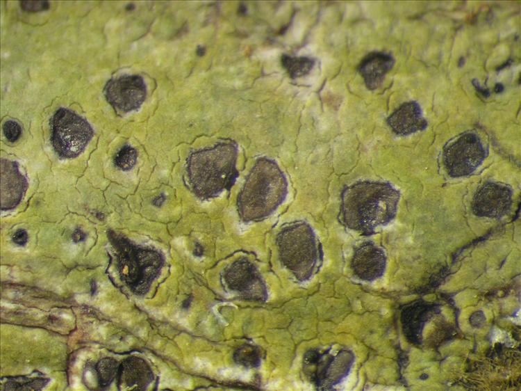 Mazosia ocellata from Netherlands Antilles, Saba Habitus. leg. Sipman  54711. Image width = 4 mm.
