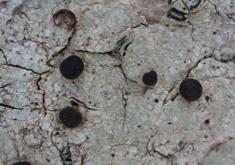 Megalospora atrorubicans from Taiwan (ABL)