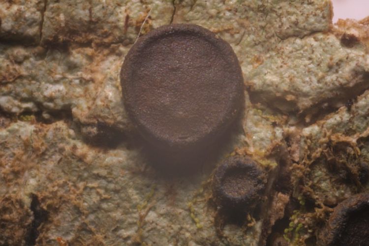 Megalospora sulphurata from Philippines 