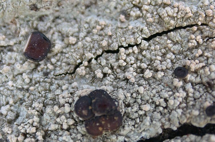 Megalospora sulphurata from Taiwan (ABL)