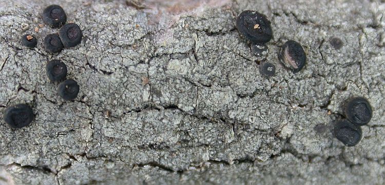 Megalospora tuberculosa from Taiwan (ABL)