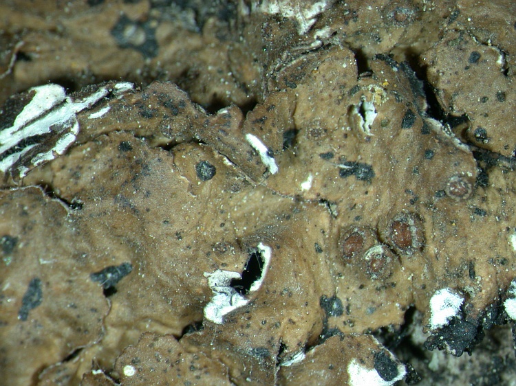 Melanelixia glabra from NE Pakistan leg. S.Iqbal 22; herb. LAH