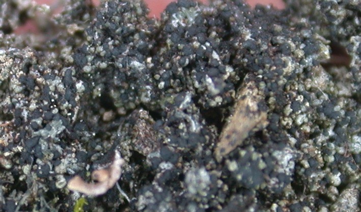 Micarea lignaria from Taiwan (ABL)