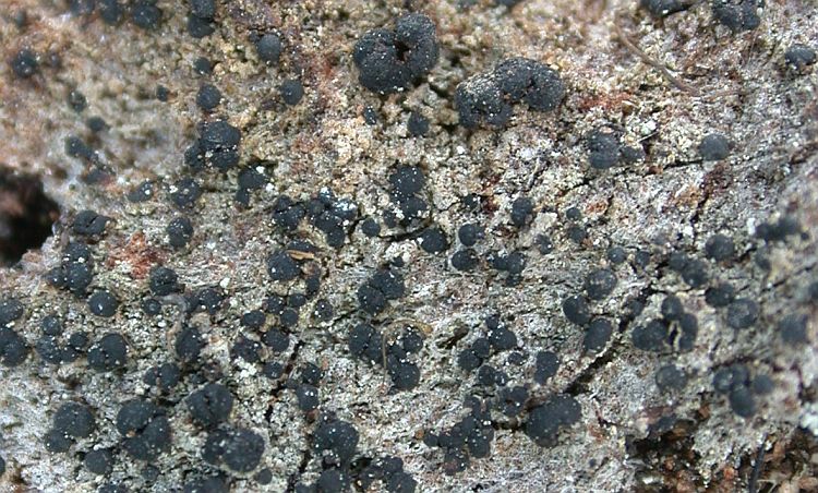 Micarea lutulata from China, Yunnan (ABL)