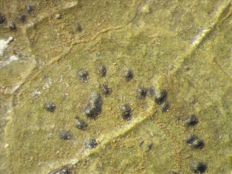 Microtheliopsis uleana from Netherlands Antilles, Saba Habitus. leg. Sipman  55002. Image width = 4 mm.
