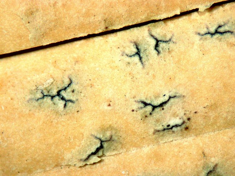 Enterographa multiseptata from Sri Lanka Holotype