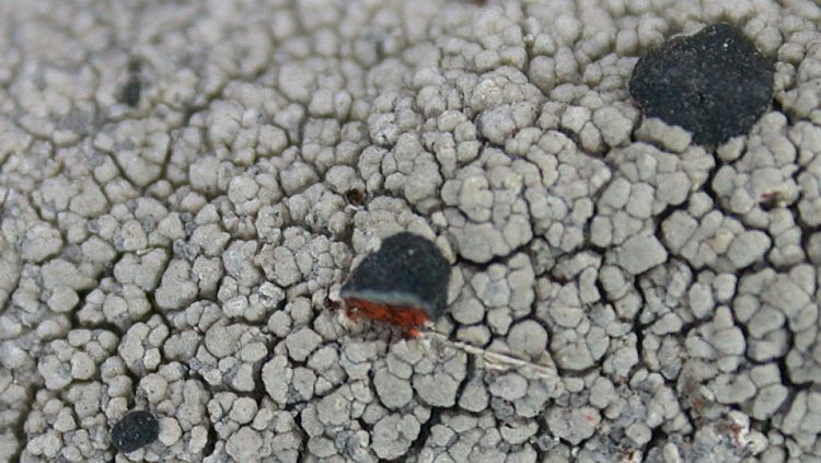 Mycoblastus sanguinarius from Taiwan (ABL)