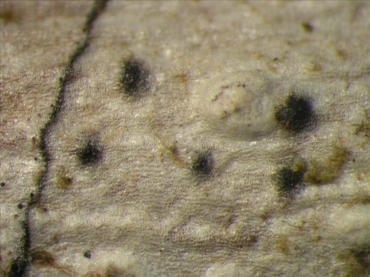 Mycomicrothelia subfallens from Netherlands Antilles, Saba Habitus. leg. Sipman  54809. Image width = 4 mm.