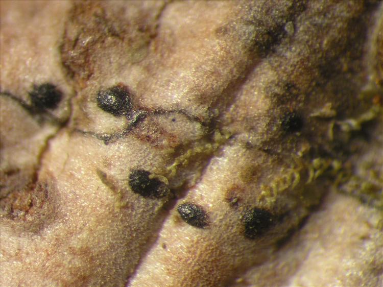 Mycomicrothelia subfallens from Netherlands Antilles, Saba Habitus. leg. Sipman  54811. Image width = 4 mm.