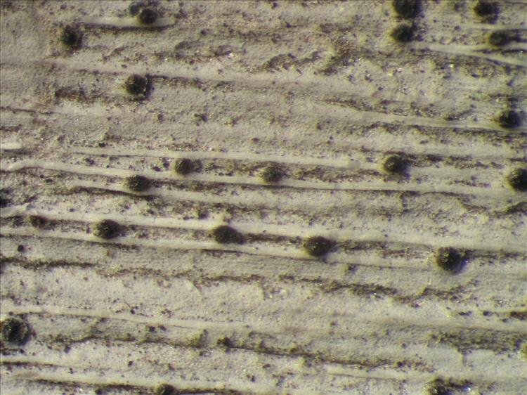 Mycoporum eschweileri from Netherlands Antilles, Saba Habitus. leg. Sipman  54770. Image width = 4 mm.