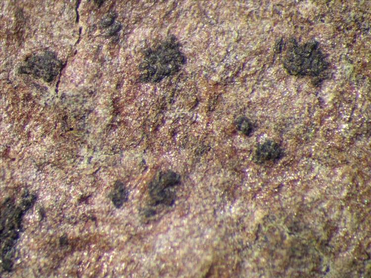 Mycoporum eschweileri from Singapore Habitus. leg. Sipman 45979. Image width = 4 mm.
