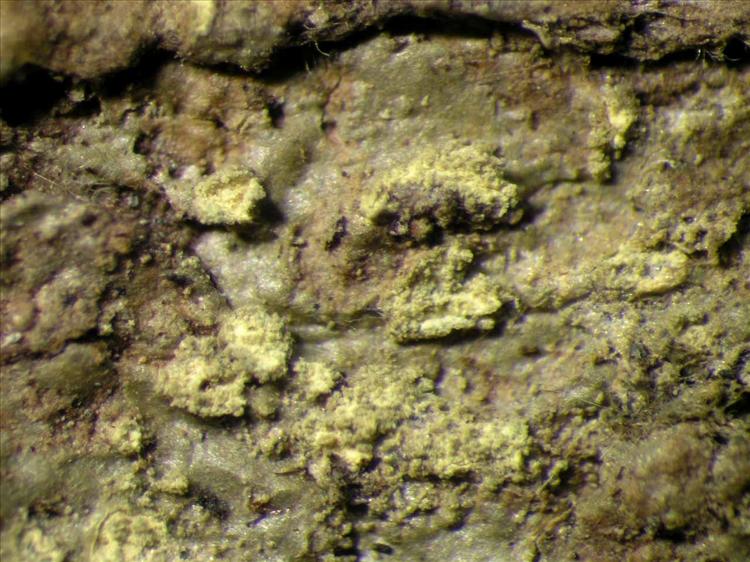 Myeloconis erumpens from Singapore Habitus. leg. Sipman 46123. Image width = 4 mm.