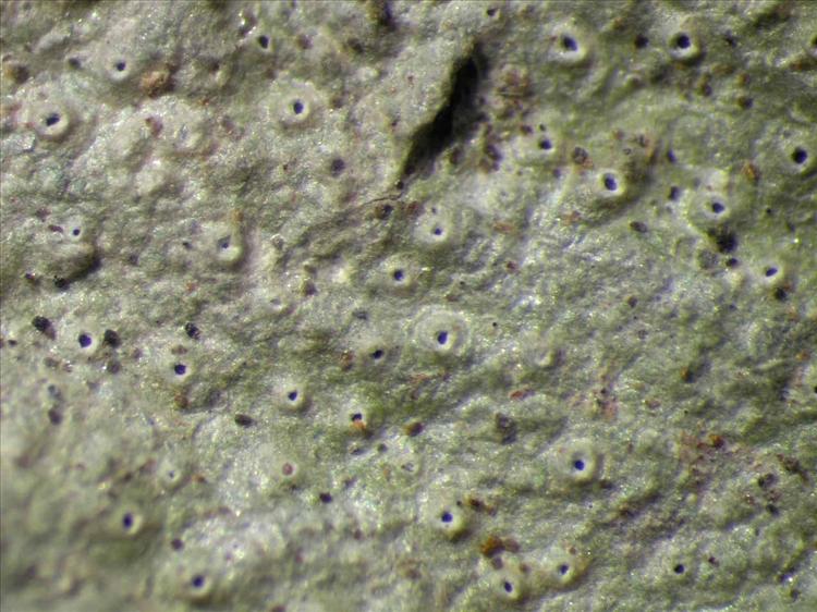 Myriotrema glaucophaenum from Singapore Habitus. leg. Sipman 45945. Image width = 4 mm.