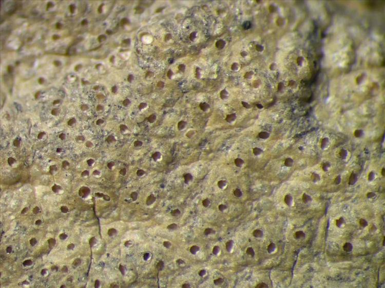 Myriotrema subconforme from Singapore Habitus. leg. Sipman 45680. Image width = 4 mm.