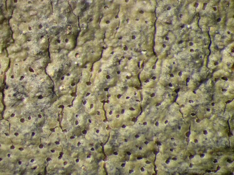 Myriotrema subconforme from Singapore Habitus. leg. Sipman 45703. Image width = 4 mm.