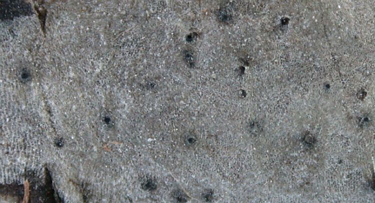Naetrocymbe punctiformis from Taiwan (ABL)