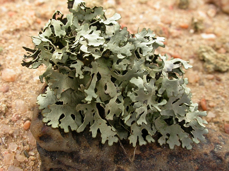 Xanthomaculina hottentotta from Namibia 