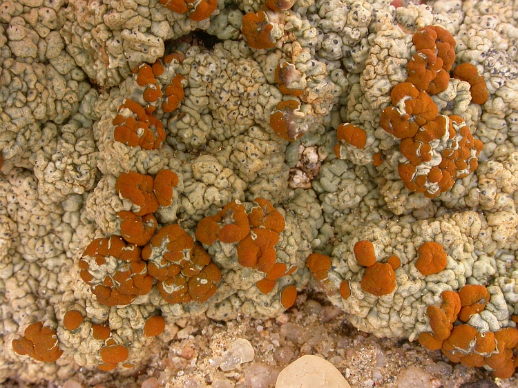 Caloplaca volkii from Namibia 