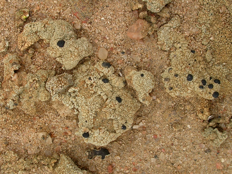 Lecidella crystallina from Namibia 