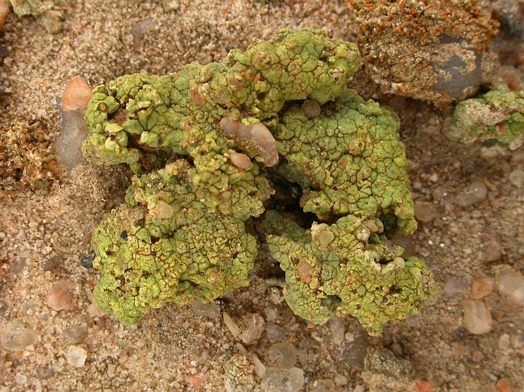 Acarospora schleicheri from Namibia 