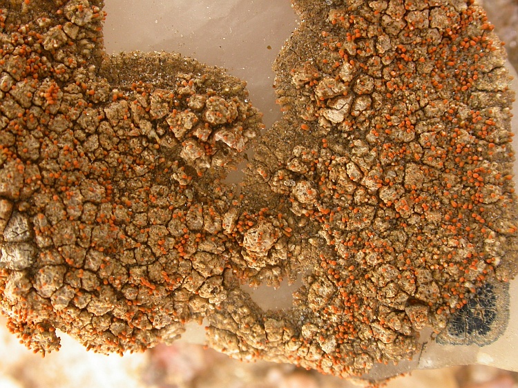 Caloplaca testudinea from Namibia 