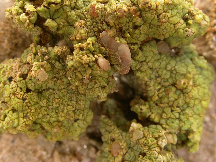 Acarospora schleicheri from Namibia 