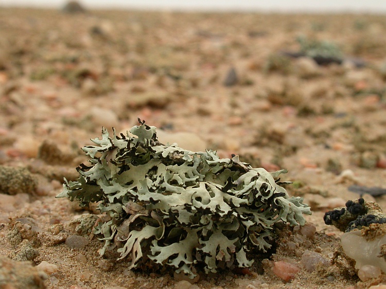 Xanthomaculina hottentotta from Namibia 