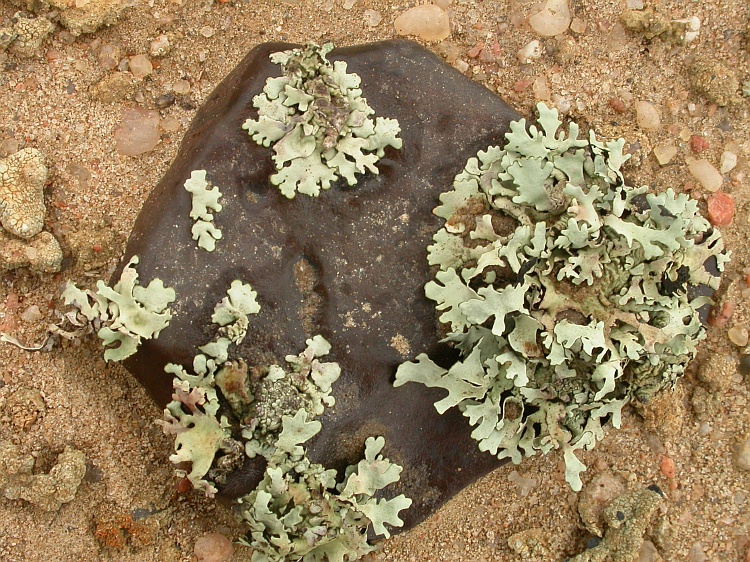 Xanthomaculina hottentotta from Namibia 