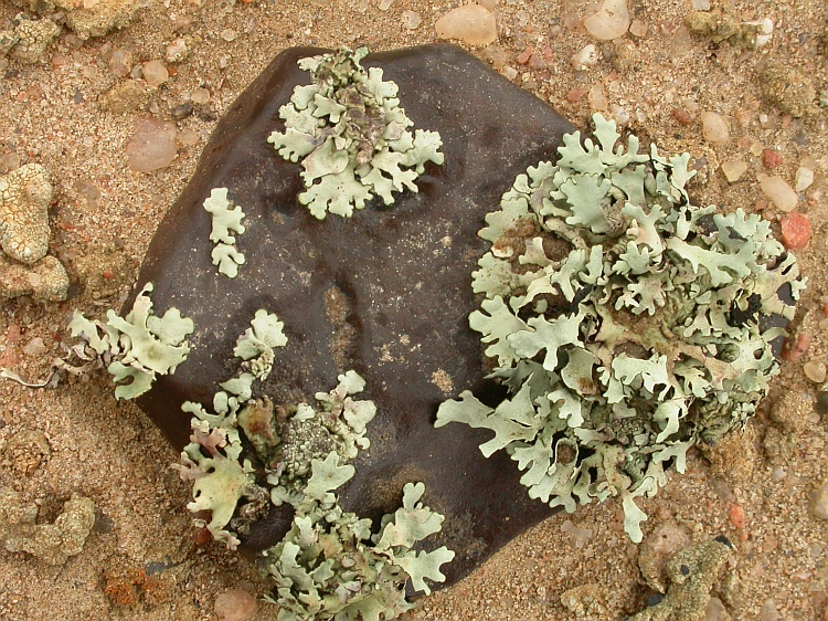 Xanthomaculina hottentotta from Namibia 