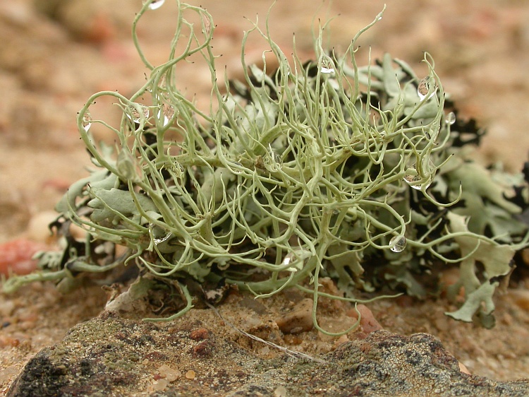 Ramalina melanothrix from Namibia 