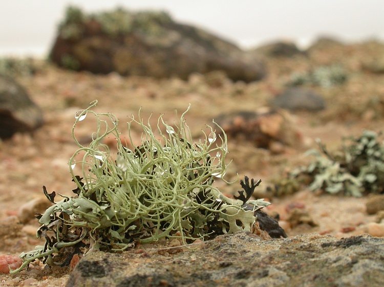 Ramalina melanothrix from Namibia 