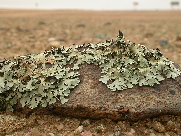 Xanthomaculina hottentotta from Namibia 