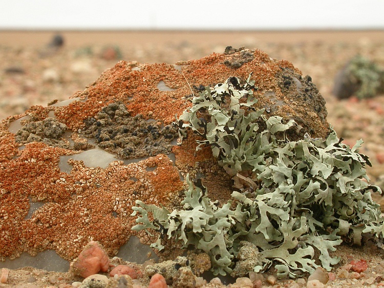 Xanthomaculina hottentotta from Namibia 