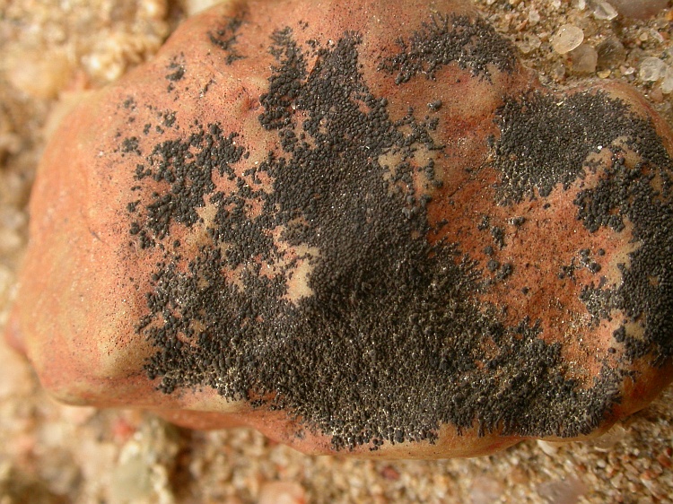 Staurothele dendritica from Namibia 