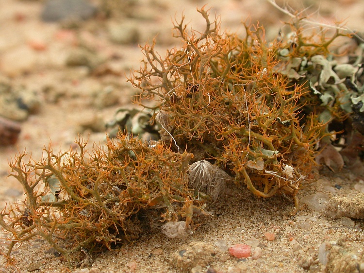 Teloschistes capensis from Namibia 