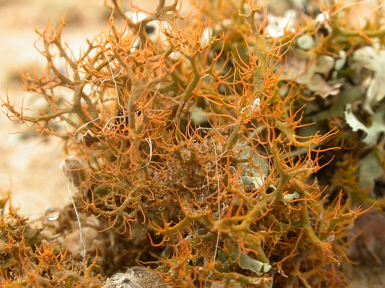 Teloschistes capensis from Namibia 