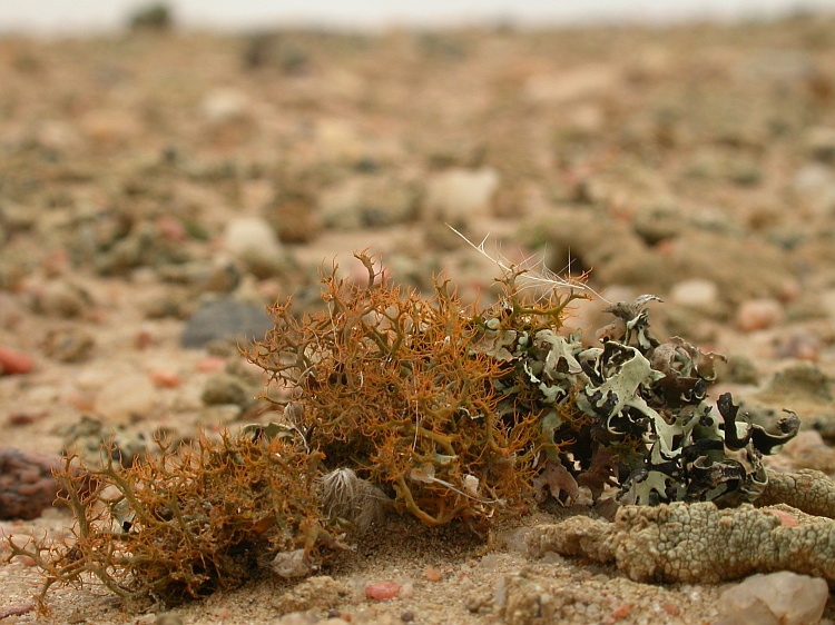 Teloschistes capensis from Namibia 