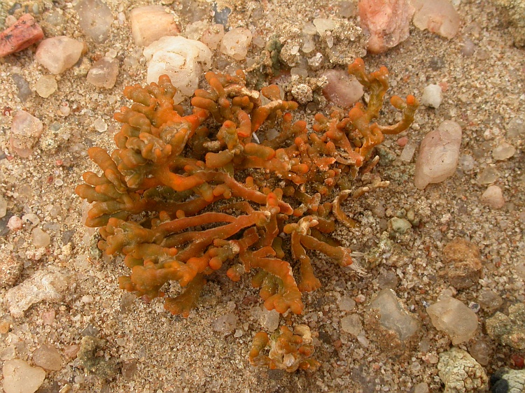 Caloplaca elegantissima from Namibia 