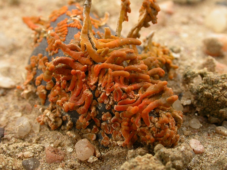 Caloplaca elegantissima from Namibia 