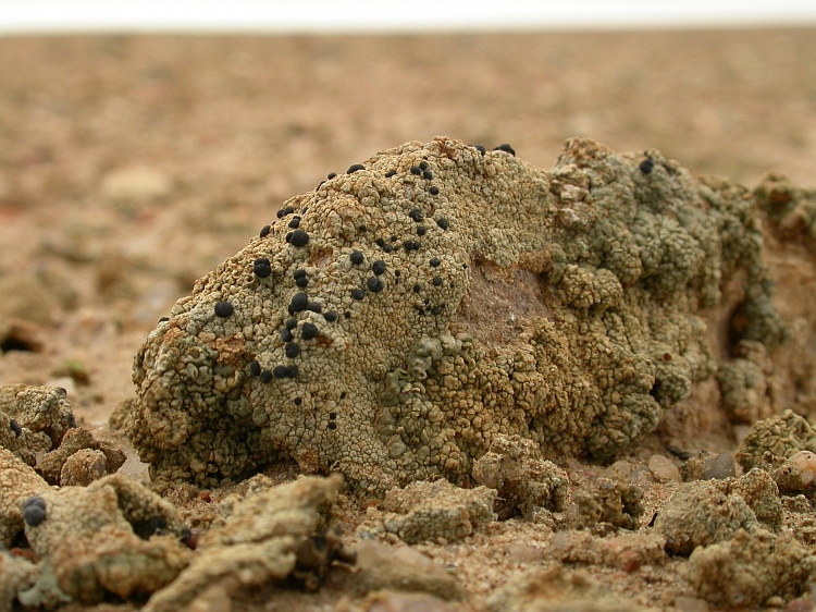 Lecidella crystallina from Namibia 