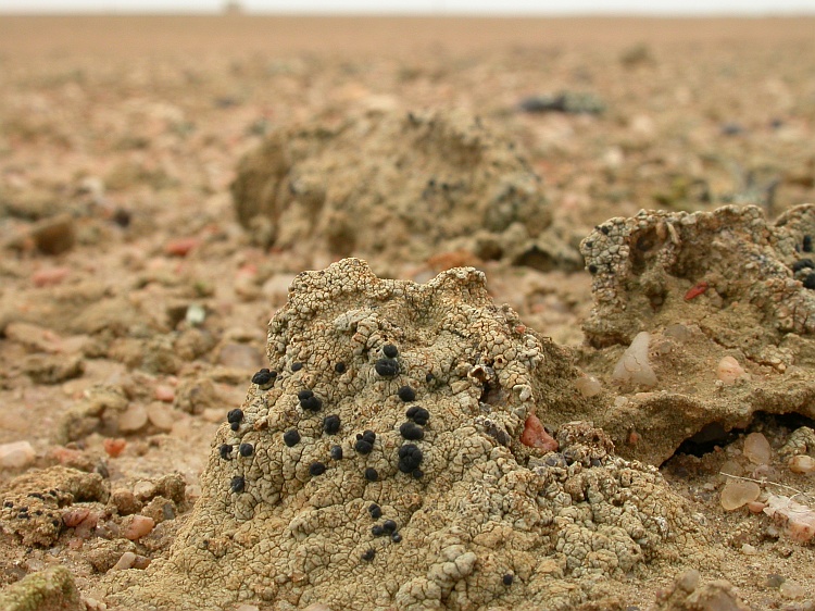 Lecidella crystallina from Namibia 