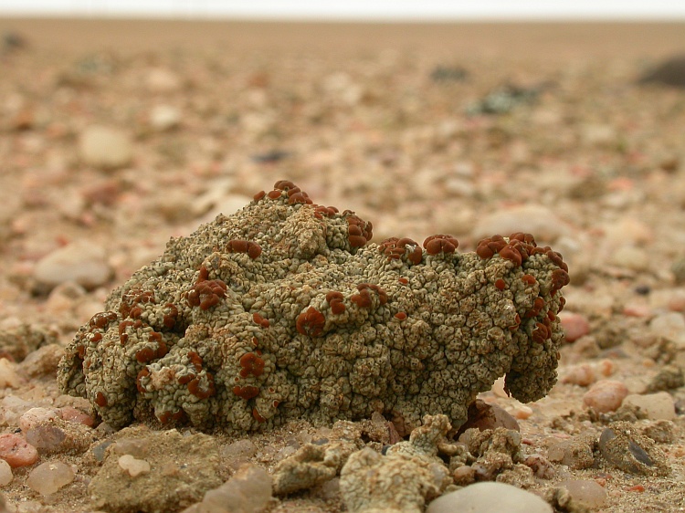 Caloplaca volkii from Namibia 