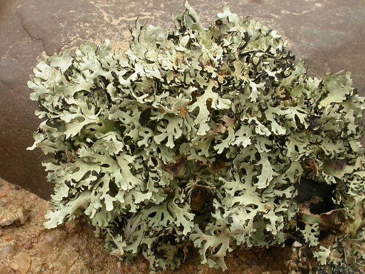 Xanthomaculina hottentotta from Namibia 