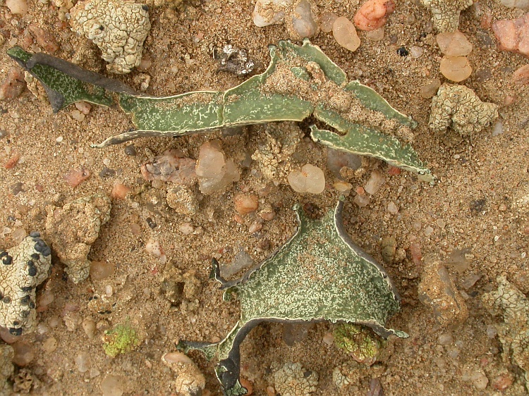 Xanthomaculina convoluta from Namibia 