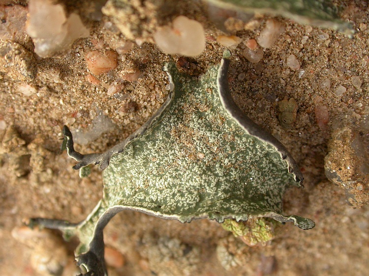 Xanthomaculina convoluta from Namibia 