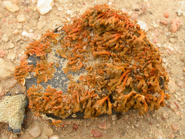 Caloplaca elegantissima from Namibia 