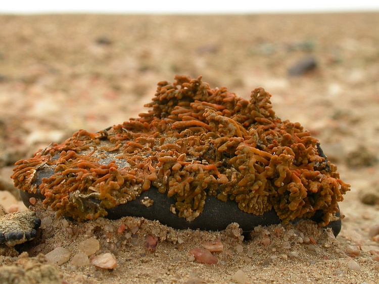 Caloplaca elegantissima from Namibia 